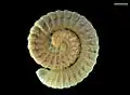 Chiraziulus troglopersicus