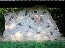 Platte aus „Rötquarzit“ (Oberer Buntsandstein) mit Reptilien-Fußspuren (Chirotherium) bei Külsheim.