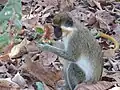 Eine Westliche Grünmeerkatze mit einer Kabafrucht