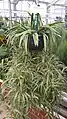 Chlorophytum comosum ‘Variegatum’