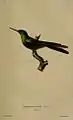 Kubasmaragdkolibri ♂ Lithografie von Christophe Annedouche