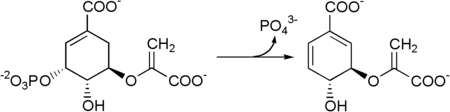 Schritt 7: Vom 5-Enolpyruvylshikimat-3-phosphat zum Chorismat.