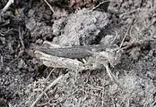 Ein Männchen in grauer Farbvariante
