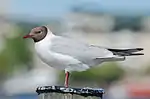 Lachmöwe
