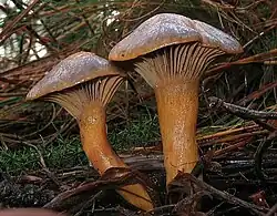 Chroogomphus rutilus, Strukturformel von Bovichinon-3