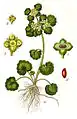 Illustration von Jacob Sturm