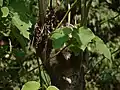 Blätter von Tetrameles nudiflora