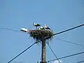 Storchennest in Bánréve
