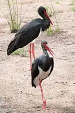 Schwarzstorch