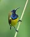 Olive-backed Sunbird