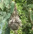 An einer Euphorbie hängendes Nest eines Weißbauch-Nektarvogels (Cinnyris talatala) in Südafrika