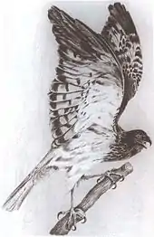 Lithografie einer männlichen Réunionweihe (Circus maillairdi).