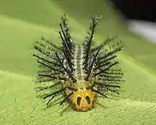 Ausgewachsene Raupe