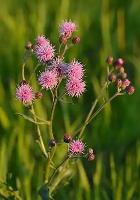 Acker-Kratzdistel (Cirsium arvense)
