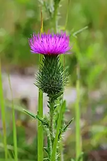 Gewöhnliche Kratzdistel