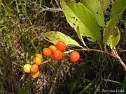 Citharexylum myrianthum