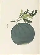 Wassermelone