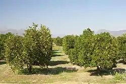 Typische Ansicht in Citrusdal