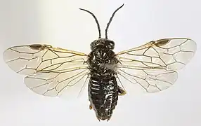 Ventralansicht eines Weibchens mit gespannten Flügeln
