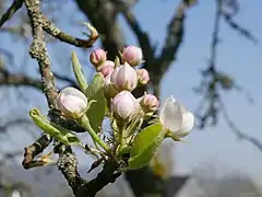 Knospen