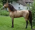 Pferd der Farbe Classic Champagne: Rappfarbe durch das Champagne-Gen aufgehellt