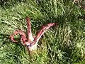 Clathrus archeri im Baskenland