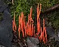 Clavulinopsis corallinorosacea