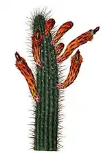 Cleistocactus baumannii