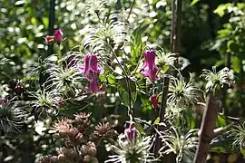 Clematis im Pfarrgarten Saxdorf (2011)