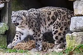Schneeleopard
