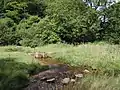 Step-Stone Bridge