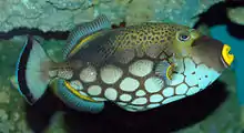 Leopard-Drückerfisch