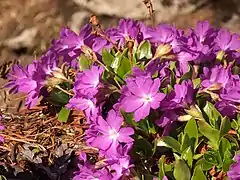 …gefolgt von Primula clusiana