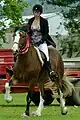 Clydesdale unter dem Sattel