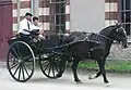 Fahrpferd
