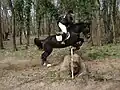 Vielseitigkeitspferd