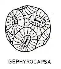 Illustration Gephyrocapsa(Isochrysidales)