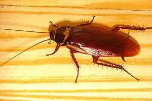 Die Australische Schabe (Periplaneta australasiae) stammt ursprünglich aus Afrika. Auch sie ist in Mitteleuropa nur vereinzelt zu finden.