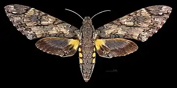 Cocytius antaeus ♀, Präparat