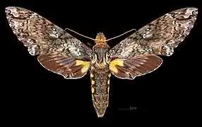 ♀