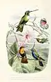 Oiseaux Mouche Travies illustriert von Tarvies