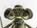 Bild 9: Kopf und Pronotum ♀