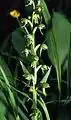 Coeloglossum virideBlütenstand (Fränkische Alb)