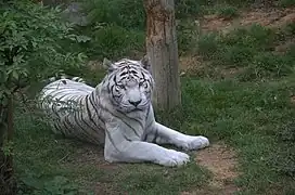 Weißer Königstiger