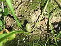 Samenhülse im Frühling