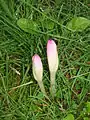 Knospen