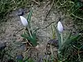 Colchicum hungaricum als Zierpflanze, Knospen