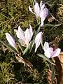 Gruppe von Colchicum hungaricum in einem Garten