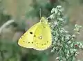 Colias erate
