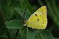 Goldene Acht(Colias hyale)